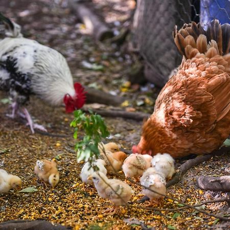 Minimbah Farm Cottages-Family Farmstay- Choose From 2 & 3 Bedroom Cottages And 6 Bedroom House Kangaroo Valley Exterior foto