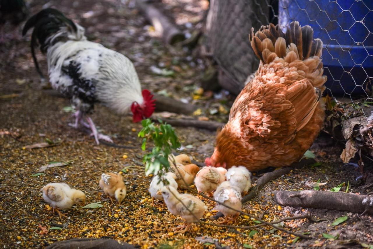 Minimbah Farm Cottages-Family Farmstay- Choose From 2 & 3 Bedroom Cottages And 6 Bedroom House Kangaroo Valley Exterior foto
